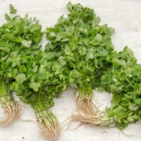 Parsley Versus Coriander How To Tell The Difference Between These Two Common Kitchen Herbs