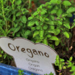 16 Perfect Replacement Of Oregano To Bring Out The Best Flavor