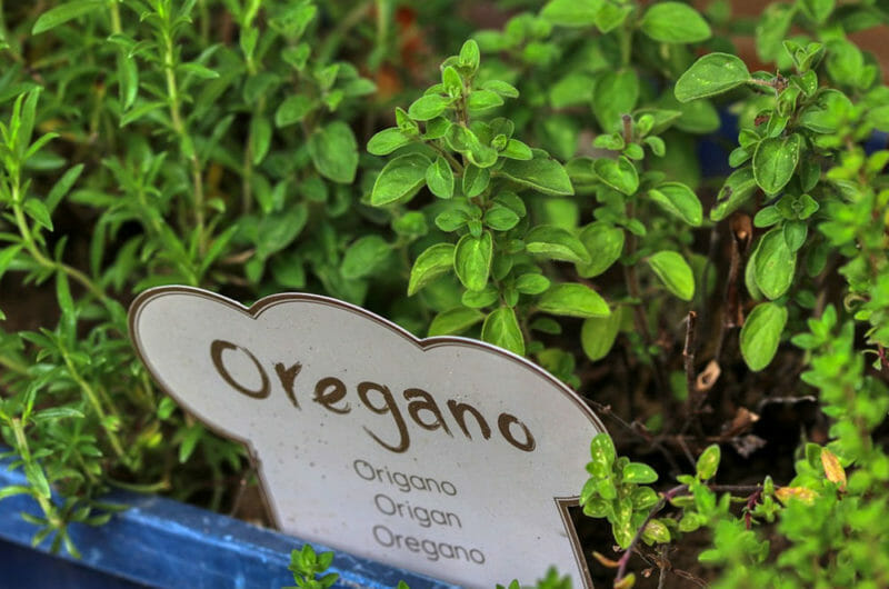 16 Great Swap Outs for Oregano
