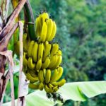 Best Ways To Know About Can You Eat Wild Bananas?