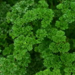 Curly Leaf Parsley vs Flat Leaf Parsley - What Are The Differences?