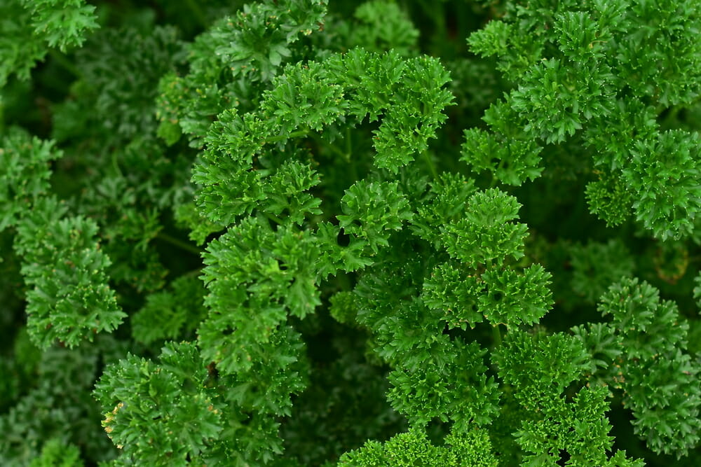 Curly Leaf Parsley Versus Flat Leaf Parsley - What Are The Differences, And Which Is Best For Your Dish
