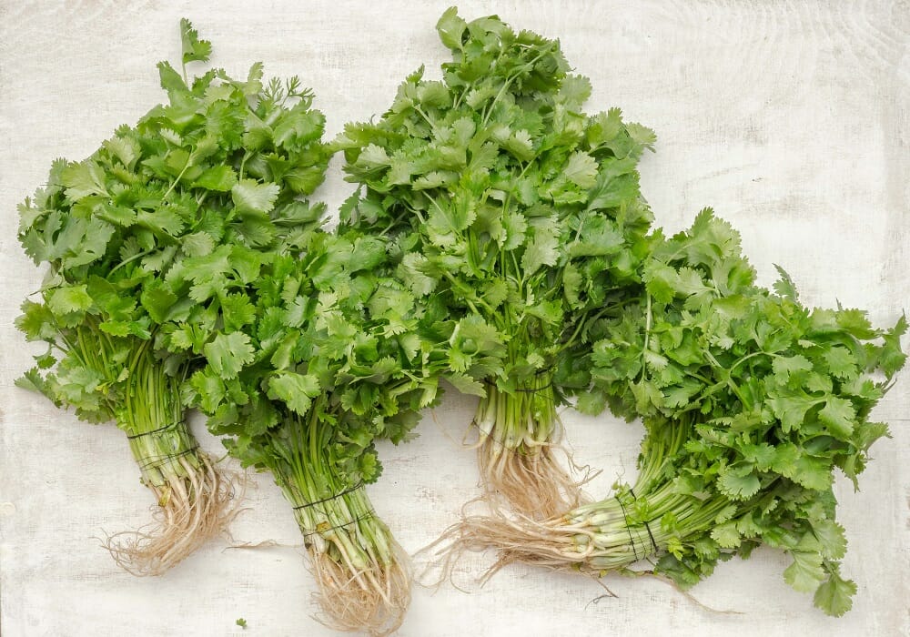 Parsley Versus Coriander How To Tell The Difference Between These Two Common Kitchen Herbs