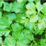 21 Best Alternatives Of Cilantro To Use In Different Recipes 