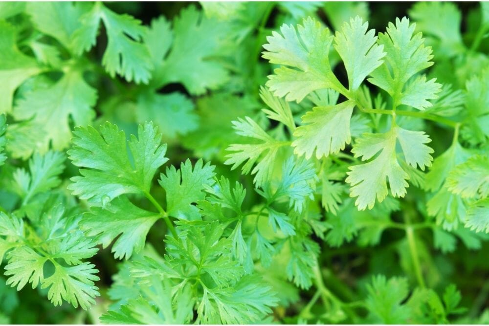 What Alternatives Are Best For Cilantro 11 Options!