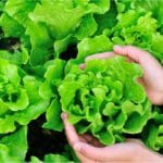 Can You Freeze Lettuce (How Long Does It Last & How to Do It?)