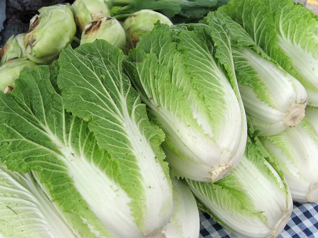 Hakusai Cabbage