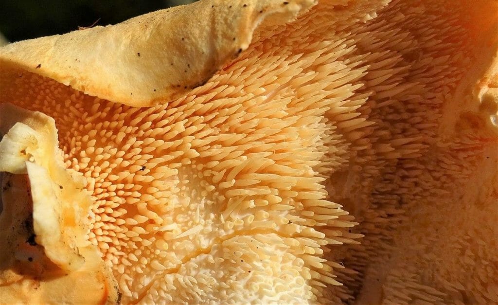Foods that start with H - Hedgehog Mushroom