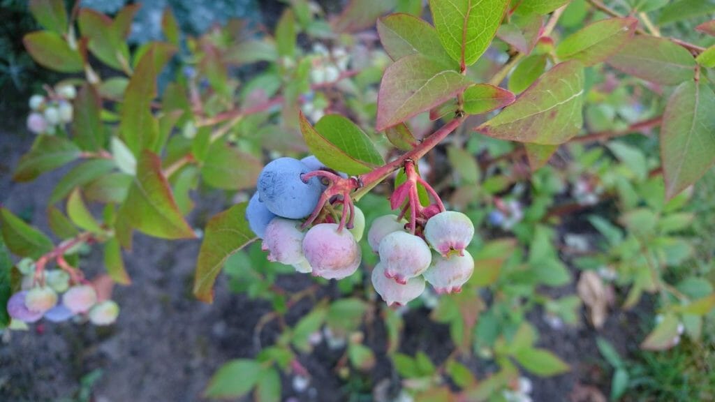 Huckleberry - foods that start with H