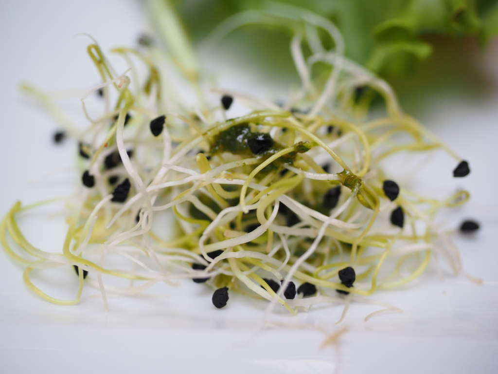 Alfalfa sprouts - foods that start with A