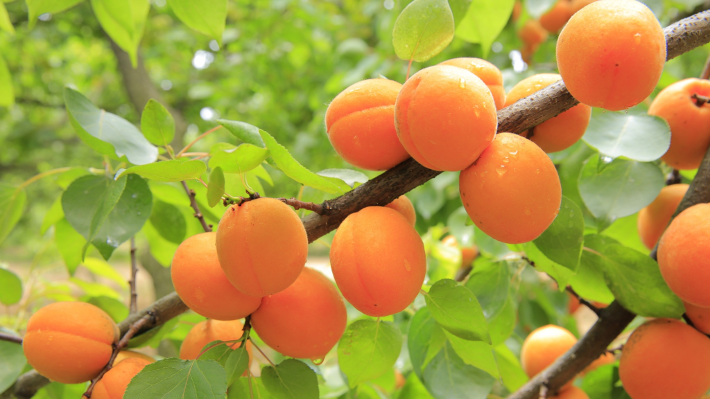 Apricots - foods that start with A