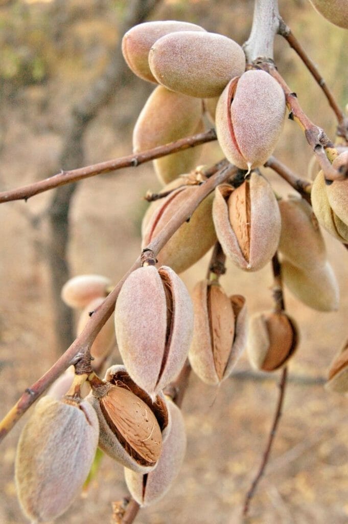 Indian Almond Fruit
