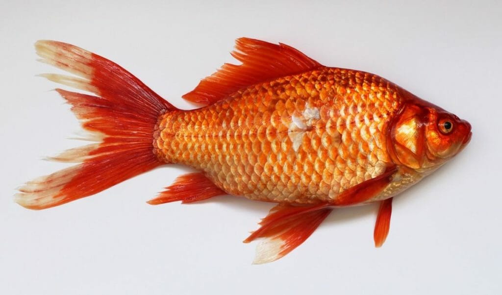 Redfish - foods that start with R