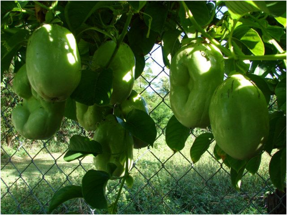 Barbadine Fruit - fruits that start with B