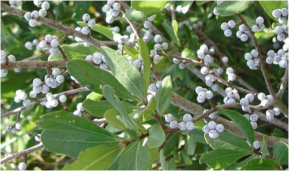 Bayberry Fruit - fruits that start with B