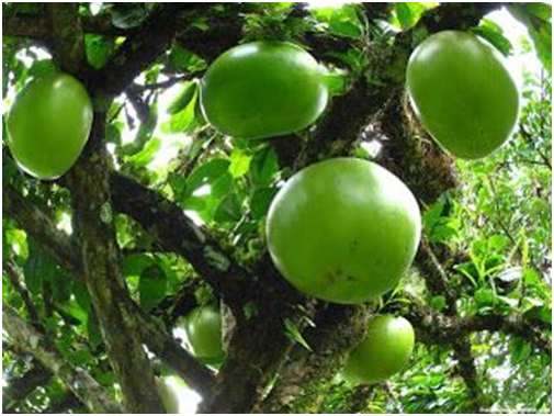 Fruits that start with C - Calabash Fruit
