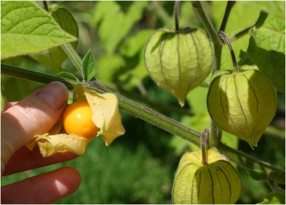 Cape Gooseberry - fruits that start with C