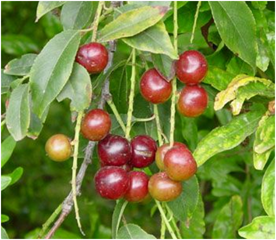Capulin Cherry Fruit