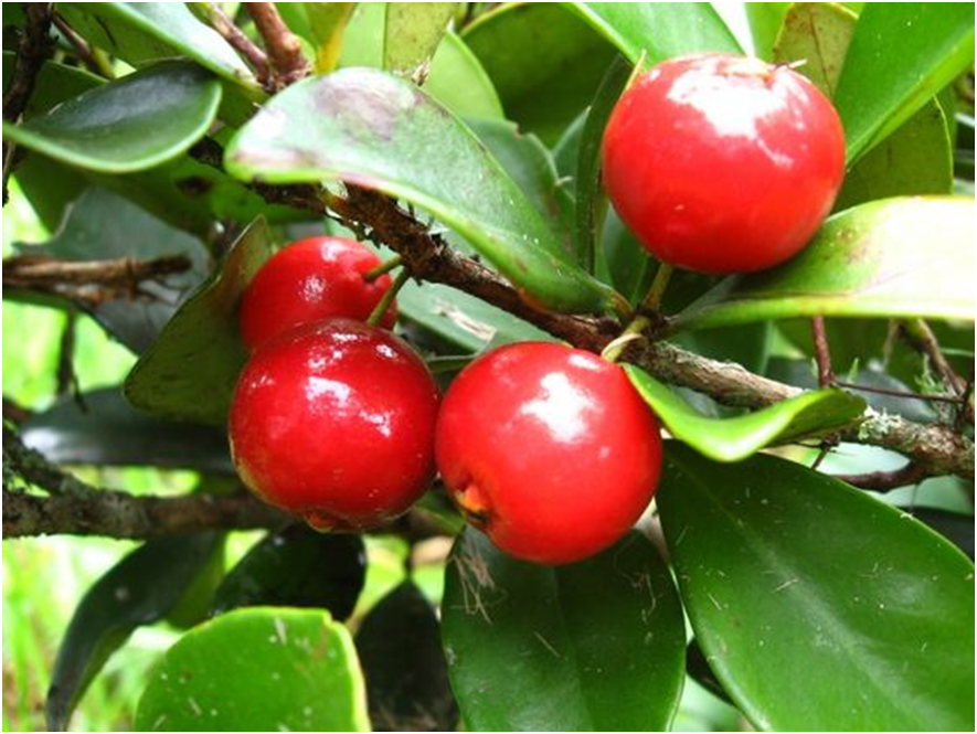 Cedar Bay Cherry Fruit