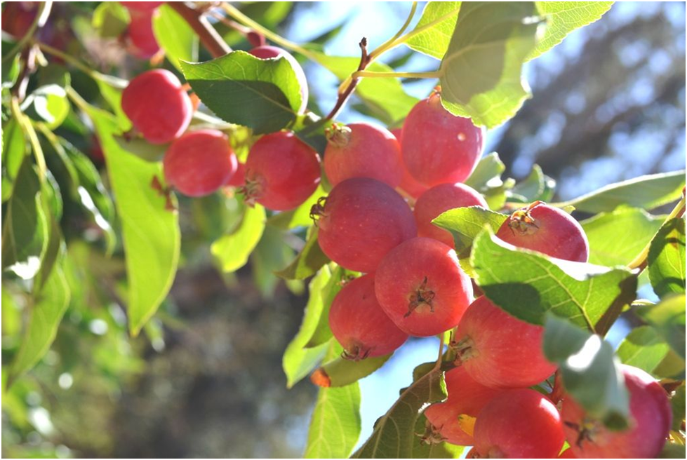 Crab apple - fruits that start with C