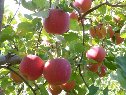 Enterprise Apple - fruits that start with E