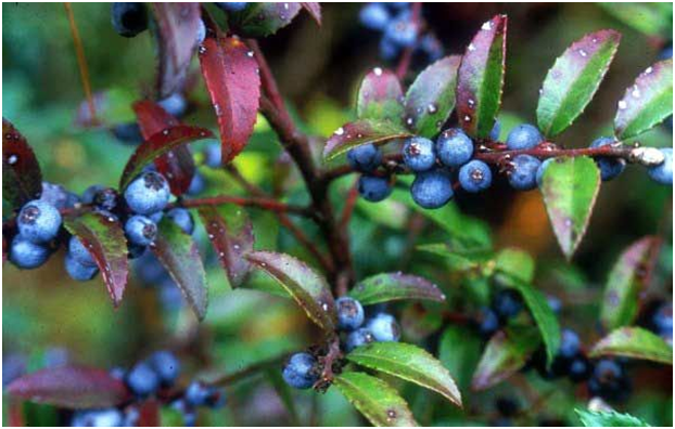 Evergreen Huckleberry - fruits that start with E