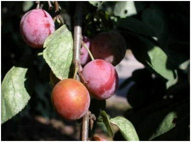 Flatwoods Plums - fruits that start with F