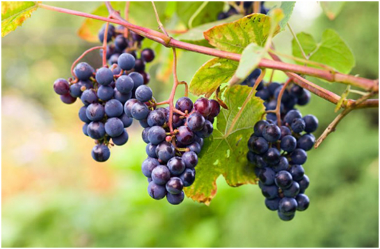 Fox Grape - fruits that start with F