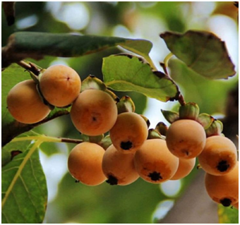 Date plums - fruits that start with D