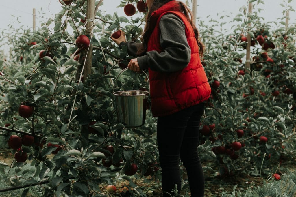 A woman picking apples
