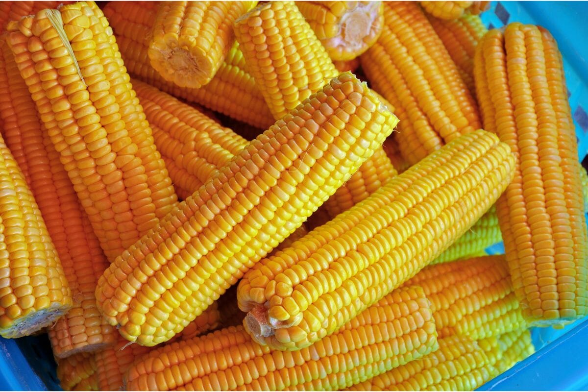 6. Corn 