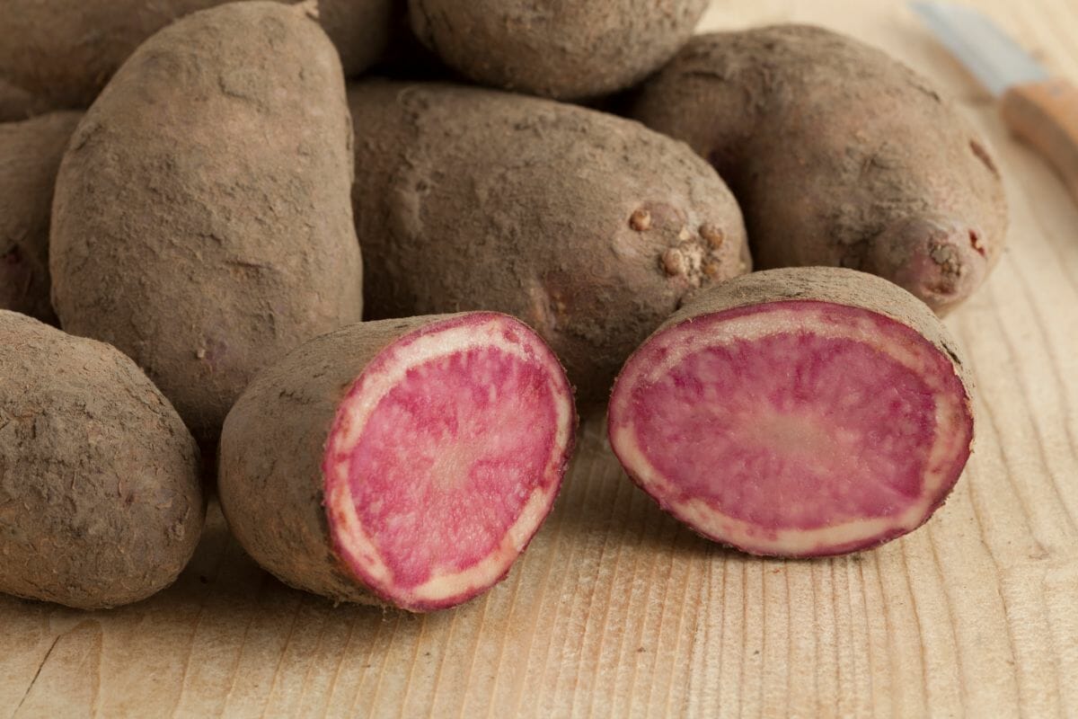 Highland Burgundy Red Potato