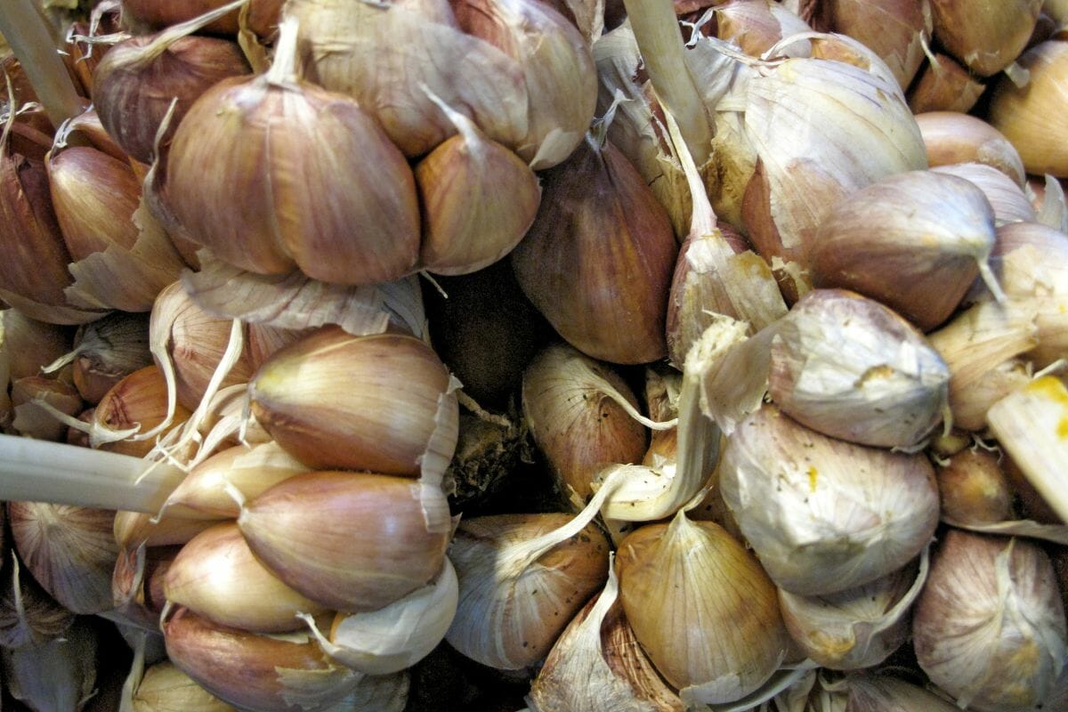 How Do You Know When Garlic Has Gone Bad?