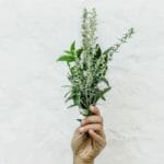 How Much Is A Sprig? Defining What A Sprig Is For Different Herbs