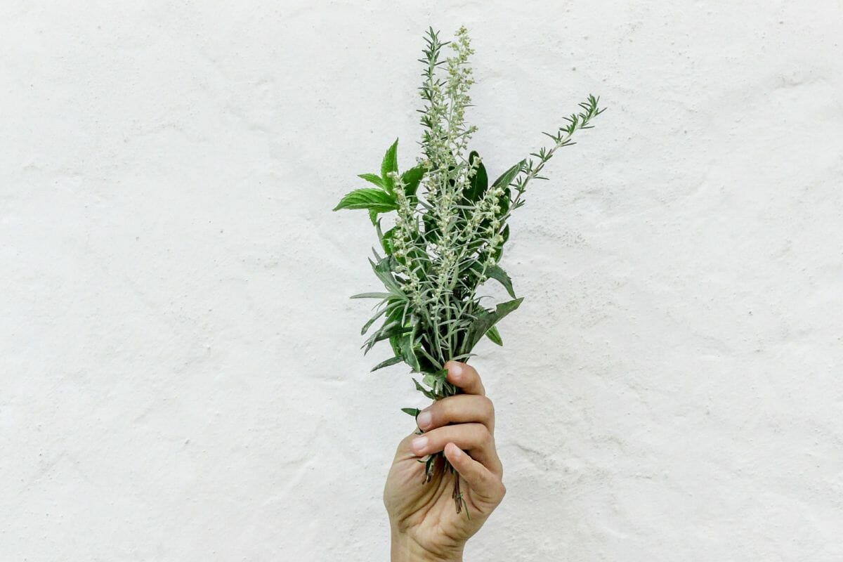 How Much Is A Sprig? Defining What A Sprig Is For Different Herbs
