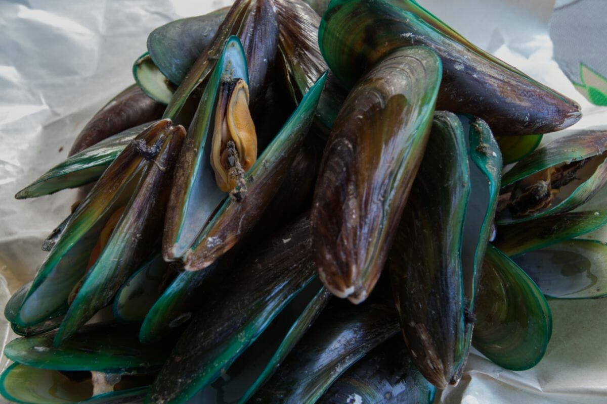 How To Choose The Best Black And Green Mussels