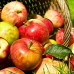 A Significant Guide To Know Sweetest Apples Ranked In Order
