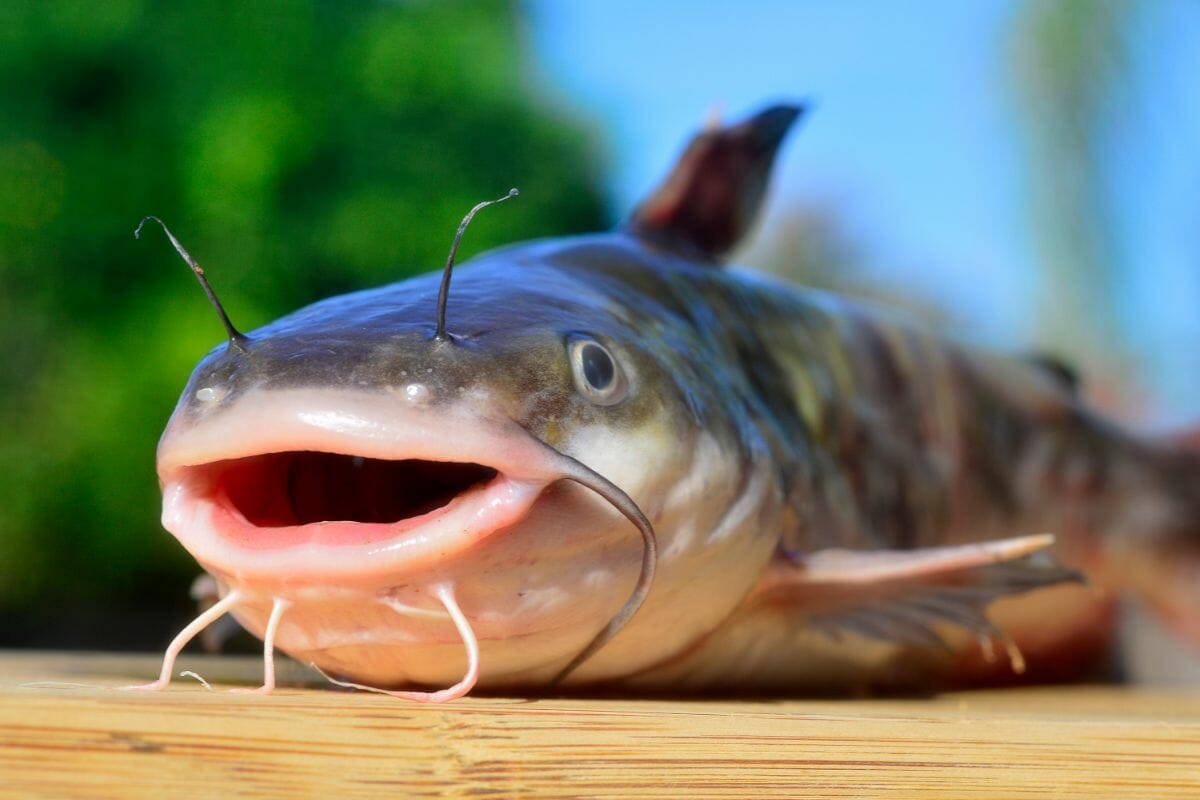 Ways To Improve The Taste Of Catfish