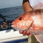 What Does Red Snapper Actually Taste Like?