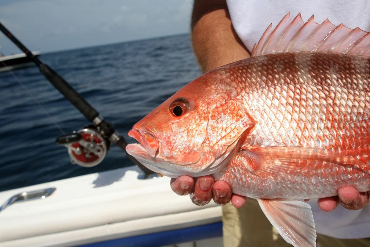 What Does Red Snapper Actually Taste Like