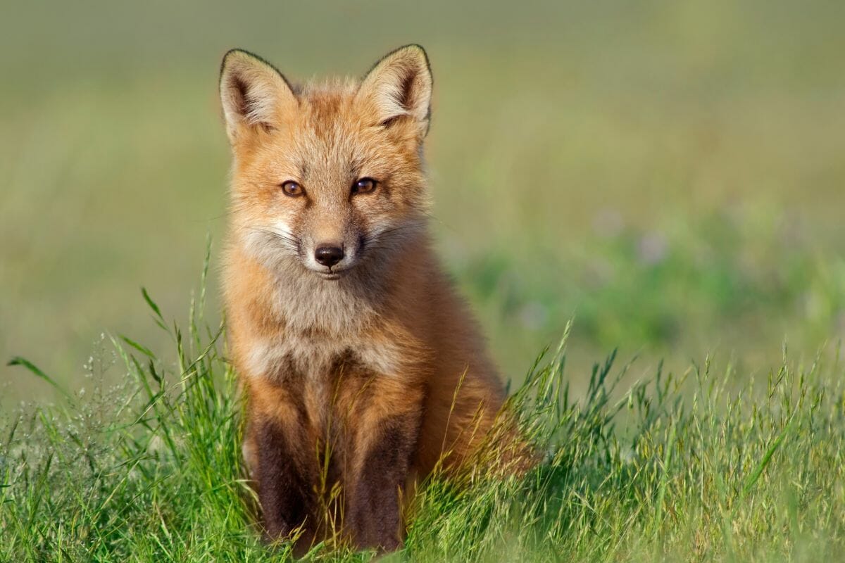 Can Humans Eat Fox Meat?
