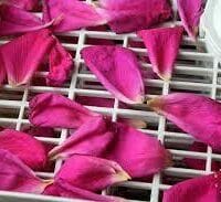 How To Use A Food Dehydrator To Dry Rose Petals