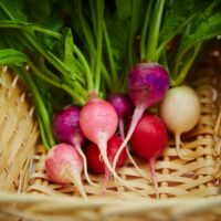 The Differences Between Turnips And Radishes