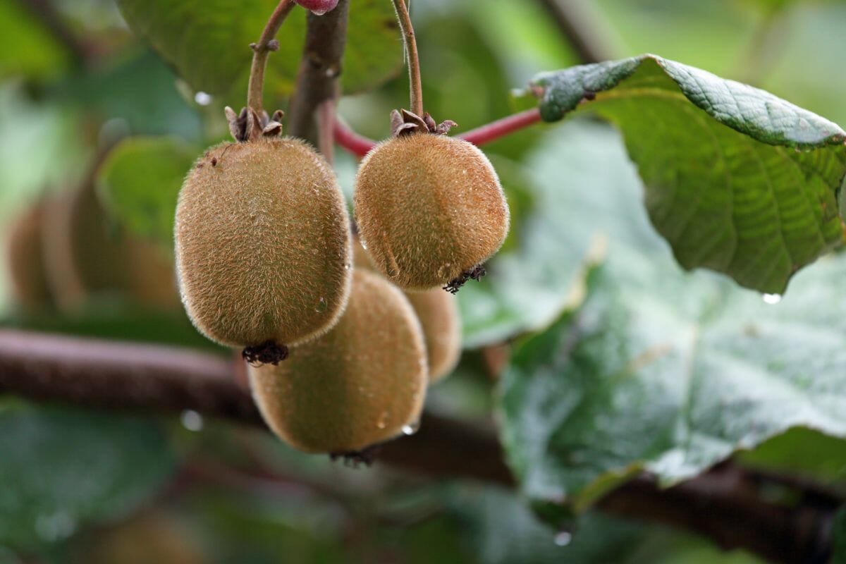 What Are The Nutritional Benefits Of Kiwis?