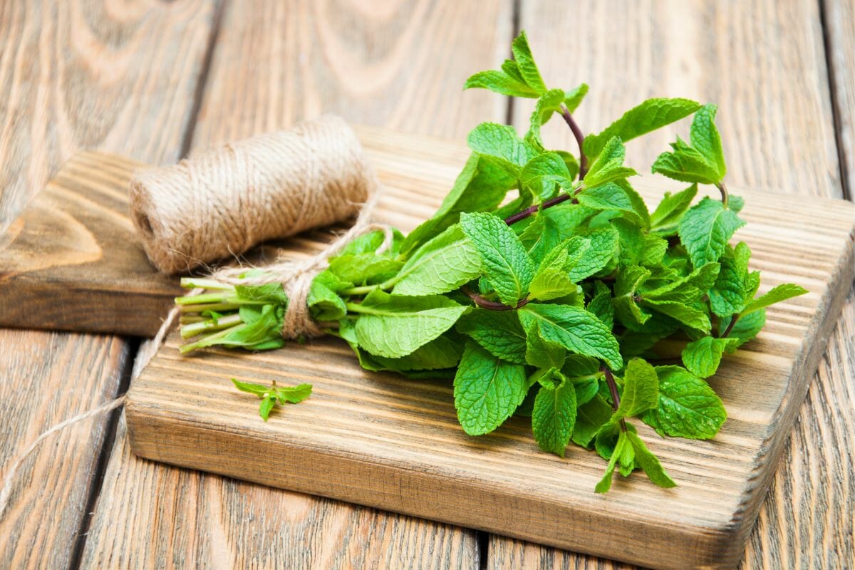 9 Best Mint Substitutes For Any Kitchen Use