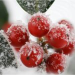 Are Holly Berries Edible? (What Happens If You Eat Them)