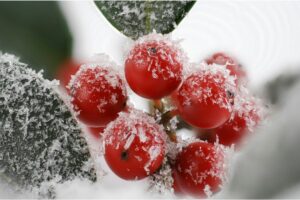 Are Holly Berries Edible?