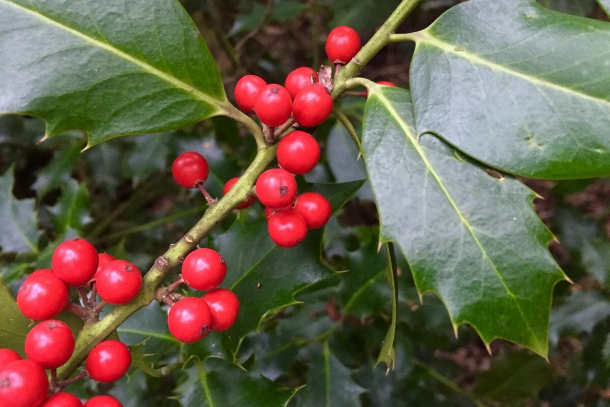 Are Holly Berries Poisonous?
