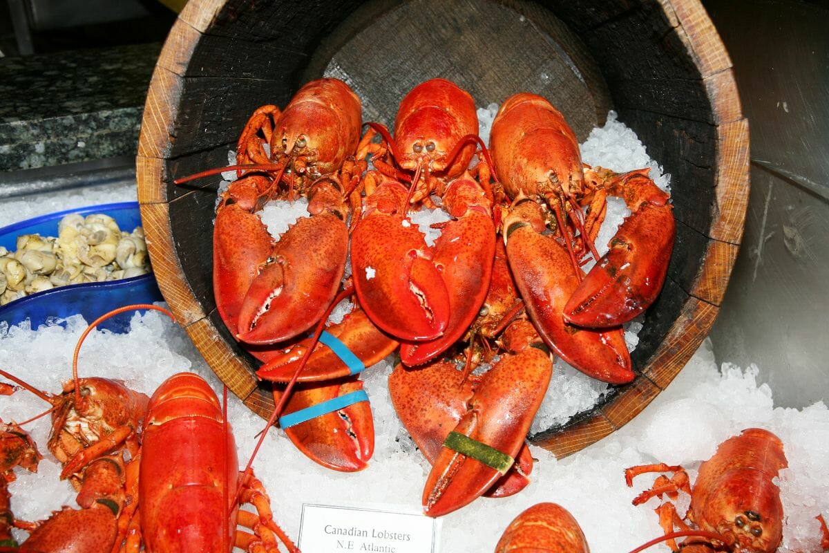 Canadian Lobsters 