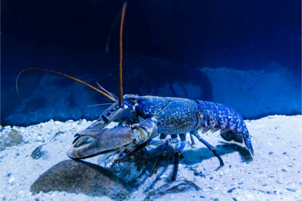 French Blue Lobsters 